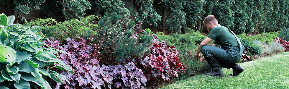 Gardener Trimming Shrubs